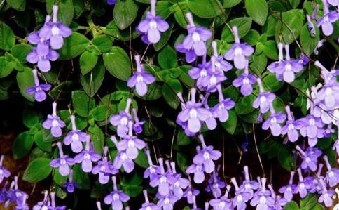  【花园】养花就养此款花，花开芳香馥郁，养在庭院变花园