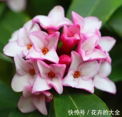  天生：这3种树天生自带香味，放在客厅使人神清气爽，既有品味又好养