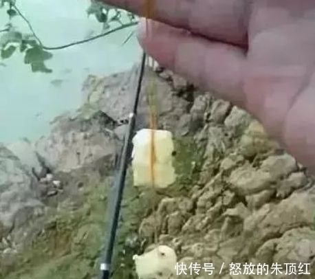 『真心』“香蕉钓鱼法”钓鲫鱼真心不错,基本1斤以上,1根能用一天