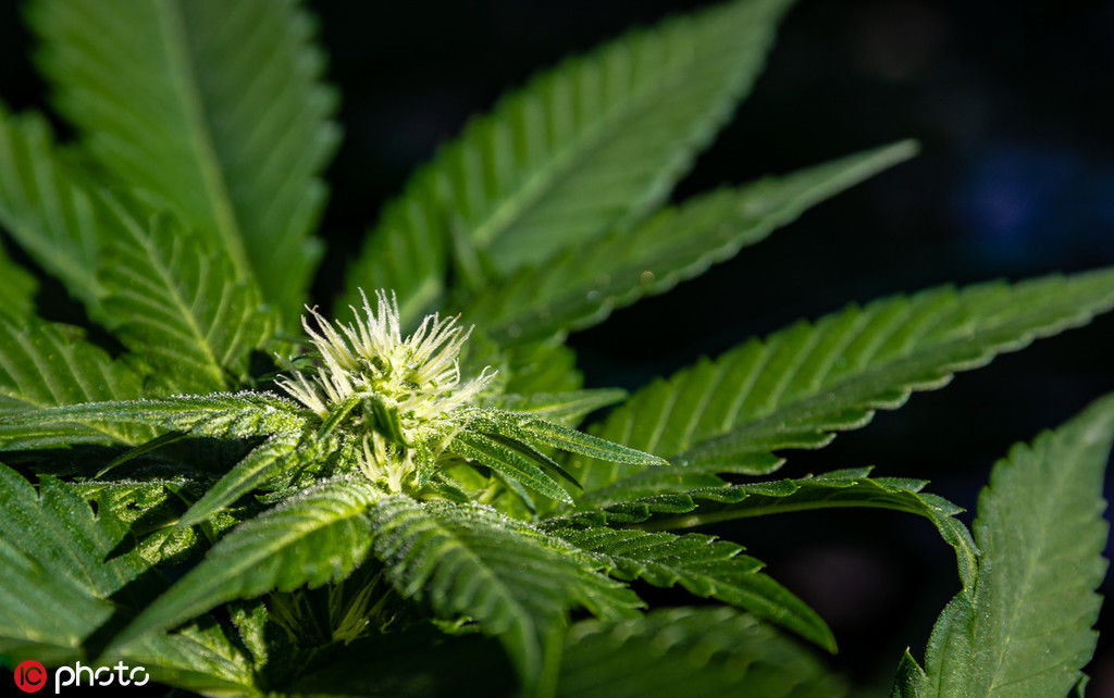  【倾家荡产】美国农民：现在种啥都不赚钱，倾家荡产也要种大麻