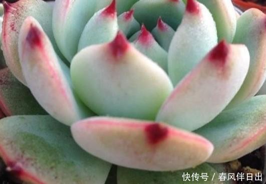 「光照」多肉吉娃娃还叫杨贵妃?喜欢你没道理,这样养一年四季状态美美