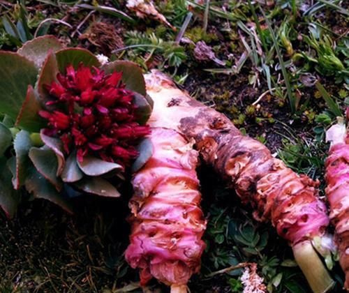 素有:它素有“高原人参”之称,价值珍贵却少有人懂,若遇见,请重视!