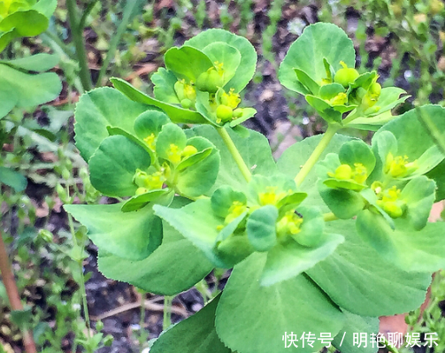 农村人称“猫儿眼”，从前遍地都是无人采摘，现在城里10元一斤