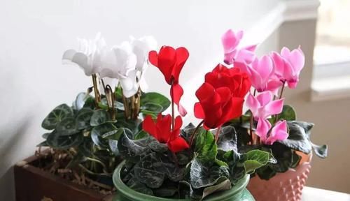  #紫叶酢浆草#几种喜欢生长在半阴处的开花盆栽，养窗台边就很容易孕育花朵