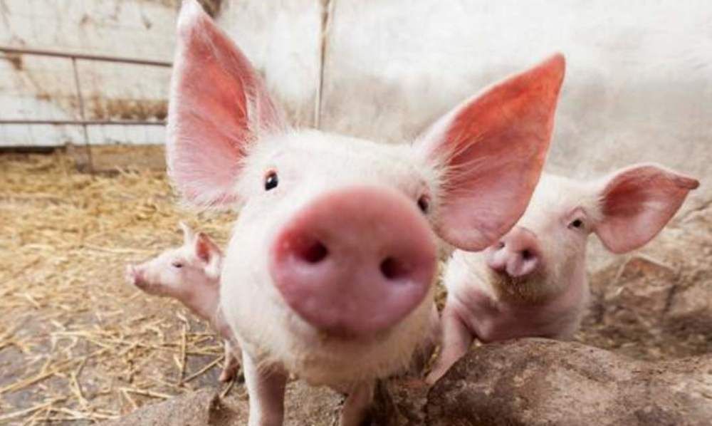  #后厨#以前农村家家都有“泔水猪”，也没出现猪瘟，为啥现在不