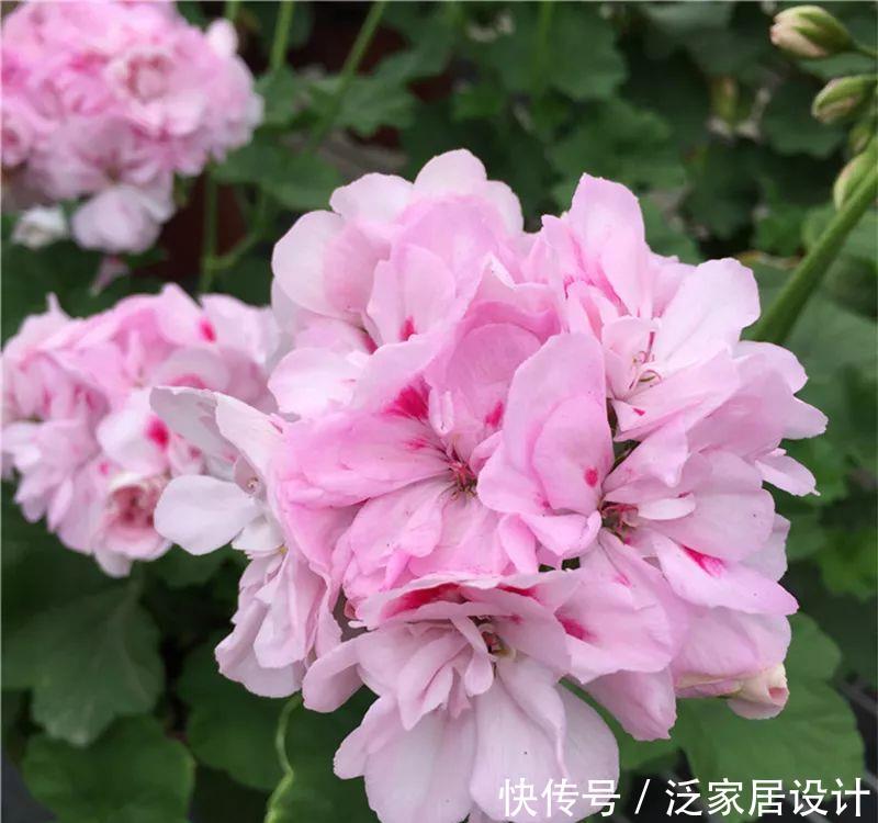  每种■110种天竺葵，每种都超美，看看你认识多少种？