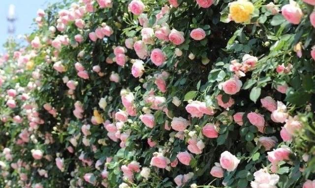  [喜欢]家中选择3种花，很简单就能养出“花海”，喜欢赏花的朋友快行动