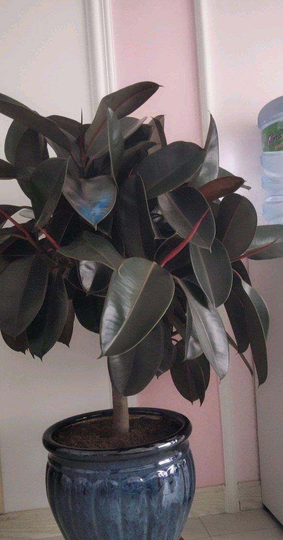 「家里」北欧四兄弟,4种阔叶植物,养在家里能加湿,夏季不用怕燥热