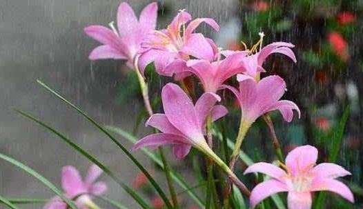  邻居■这4种花卉，花期长花量大，养在阳台美如铃铛，邻居看了羡慕不已