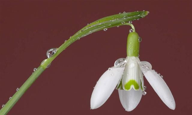  【朱顶红】阳台种上5种花，花开不断，一年四季有花赏！