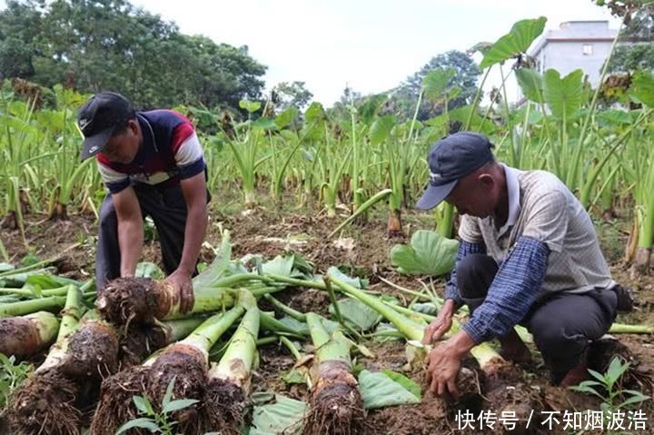 农民在地里种它，年赚二十万