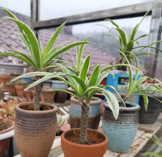 \＂l6\＂: \＂水培富贵竹怎么养\＂给花狠心剃光头,新芽呼呼冒,1年变老桩!