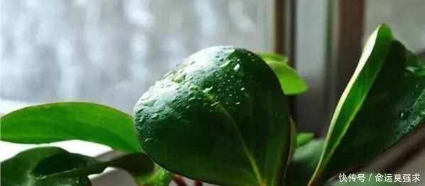  搜罗■史上最全“懒人植物”大搜罗，看看哪盆才是你的心头好