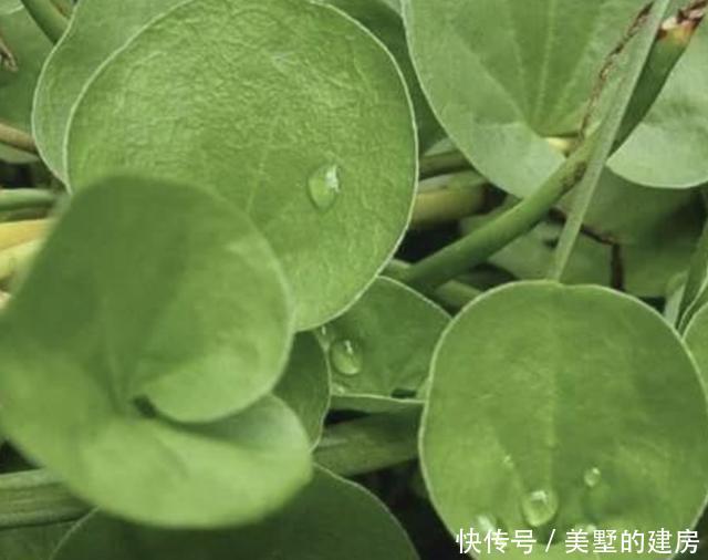 【不少】河边的1种“马蹄金”,叶片像“铜钱”,以往常被挖走,珍贵!