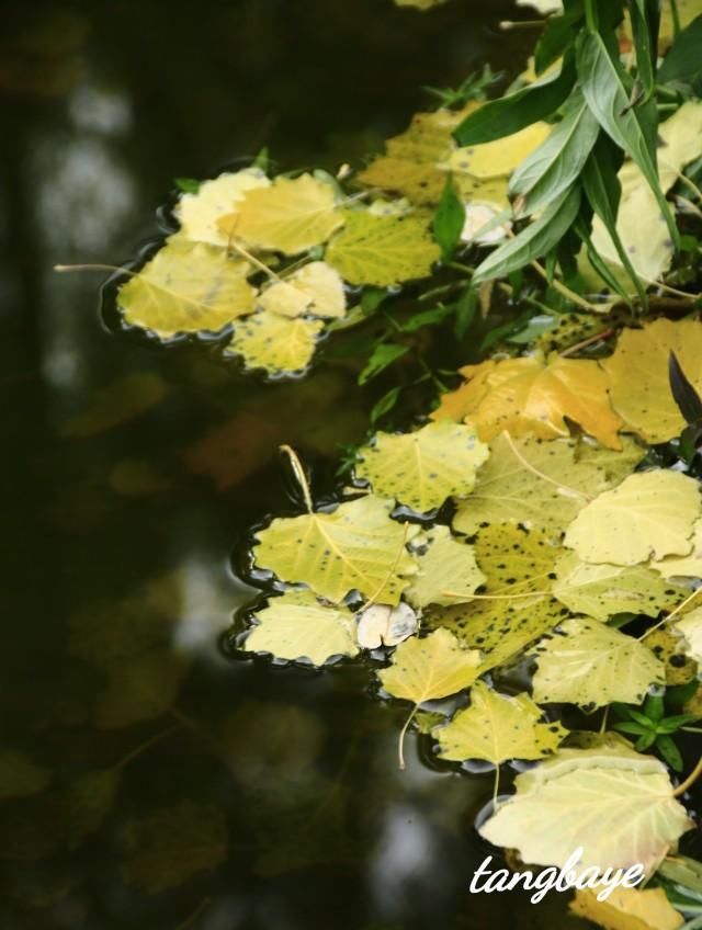 金色的秋天，大自然真是个杰出的画家，把这闪闪烁烁金黄的秋叶奇