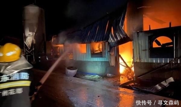  [电线短路]4000头猪一夜毙命 网友：心疼