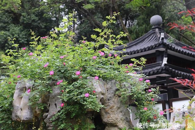  「美好」活成植物的姿态，不动声色地美好着