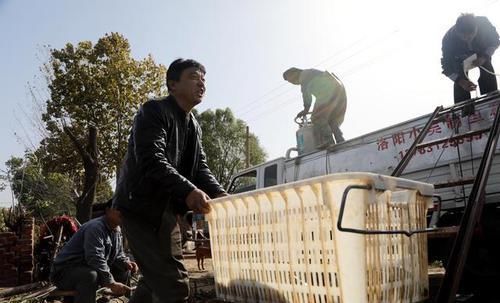  「夜晚」黄河边家家养大鲤鱼，喂“中药”饲料，夜晚2小时巡塘一