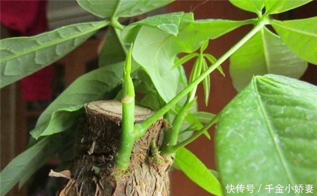 黄叶|发财树黄叶多、烂根不断?掌握“2怕”和“2勤”,叶片绿、长势猛