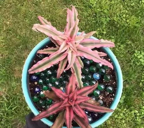  「室内」植株小巧又耐阴的6种植物，适合养在室内桌面上
