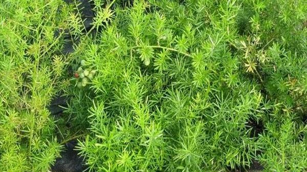  花叶络石：胭脂云叶子美得像油画,养好了就像艺术品,每一盆都是高颜值