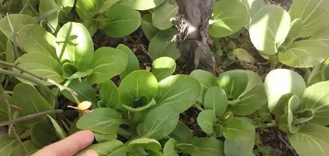  「种菜」在阳台花盆里种水果，果树下面种菜，收获好意外