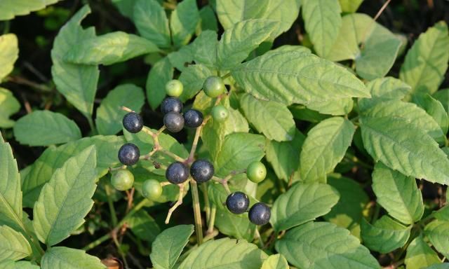  蛇伤@农村山里一奇草，蛇见到就跑，人称“五爪龙”，对付蛇伤有