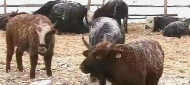  #发现#农户买了73头牛，平均4000元一头，养了半年后发现没人要，为啥？