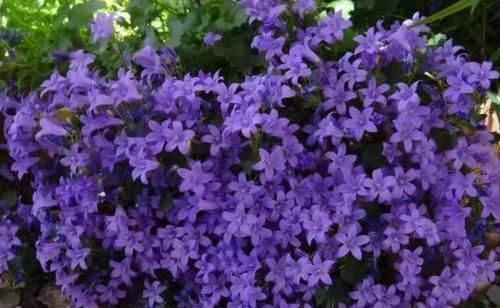  『绿萝』这种花卉比绿萝和吊兰好养，花型似铃铛，开花时间长，招人喜爱