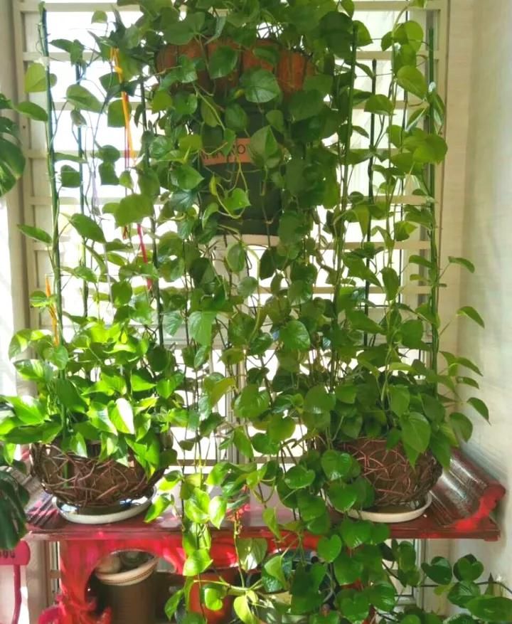  「们家里」三种受欢迎的植物，你家肯定有，叶子发黄是通病，教你这么去治