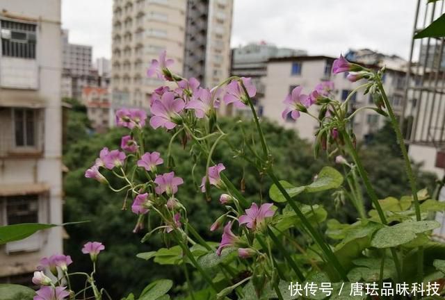 花盆@春天来了,酸咪草都开了,紫苏都种活了!