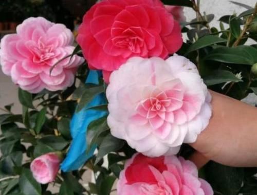  #空气湿度#北方养茶花，没有那么难，做好4点，朵朵娇滴滴“比手大”