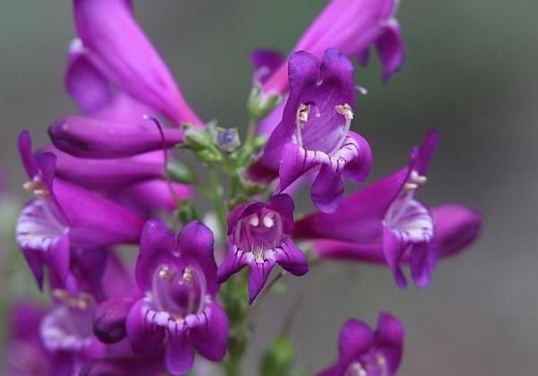  『由浅到深』阳台养“4种花”，花色从浅到深，花期长、花朵大，开成“花海”