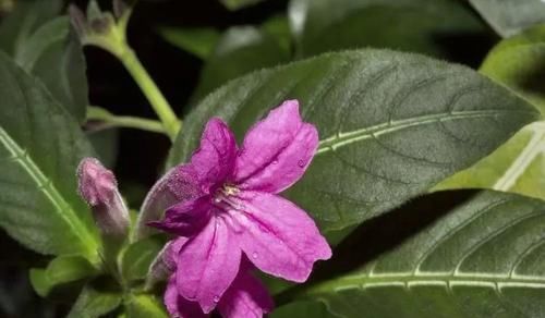  「适合」小花像喇叭一般的马可芦莉，叶脉呈银白色，适合养阴凉处的盆栽