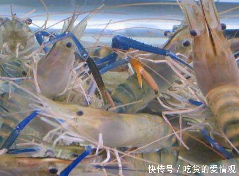 想不开的入侵物种，这一淡水虾王混入中国，下场估计比小龙虾都惨