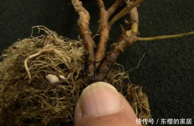  #百菌清#养花技巧：你养的花生了什么病？看这5点就知道！
