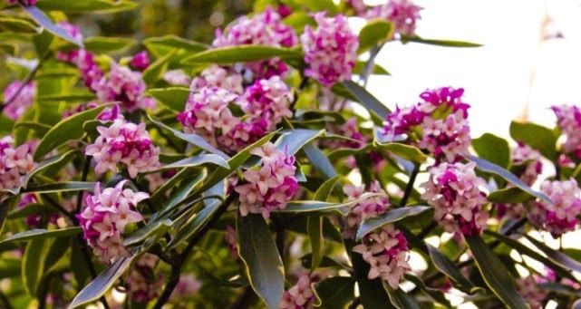  盆栽：最香的盆栽花卉，花开一朵能“香飘十里”，颜值“爆表”还能做盆景！