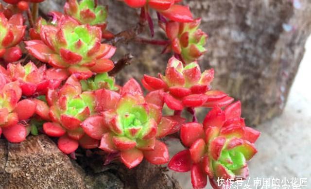  『灵性』没有“虐”不红的蒂亚，只有被淹死的多肉！