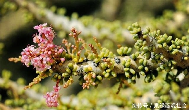 世界上有个两极分化的沙漠,常年干旱荒芜,到八九月就繁花盛开