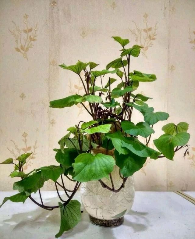  [漂亮]别再买花了，你可以用它们做漂亮的盆栽！