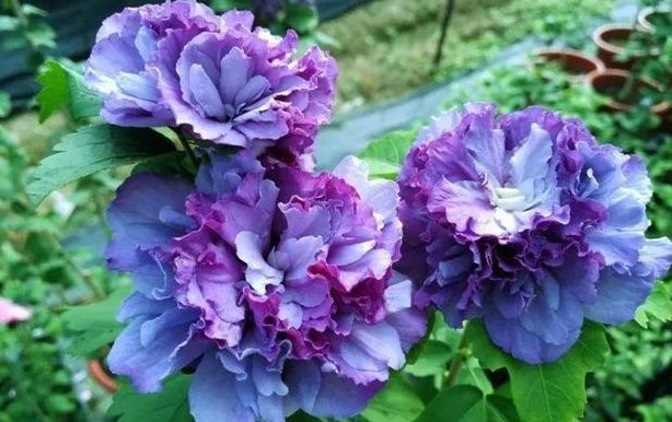  特别■天气越来越热，阳台种植这些耐热花朵就好了，花朵蹭蹭窜