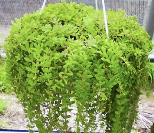  #种多肉植物#呆在家里太无聊？种植2棵“多肉”，80天后“爆盆”，繁殖一堆！