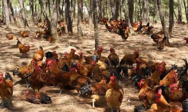 许多年轻人回到了农村，利用山林、林果地养鸡发了财！