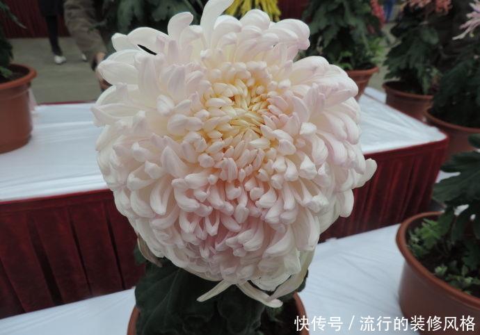 玫瑰@喜欢玫瑰,不如养盆“珍稀菊花”国华大社,大气好看,淡雅美丽!