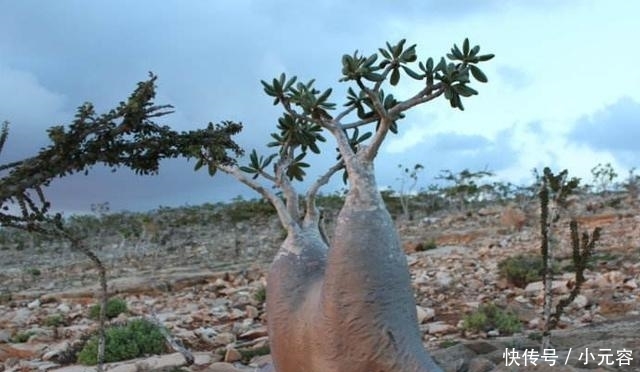 被称为沙漠中的“生命之树”，能储存2吨水，引进国内却成了这样