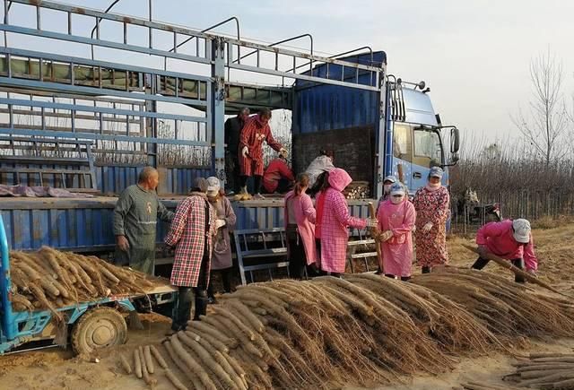  #去年#去年卖到6元，今年商贩2元1斤都不给，农民感慨还没小工赚得多