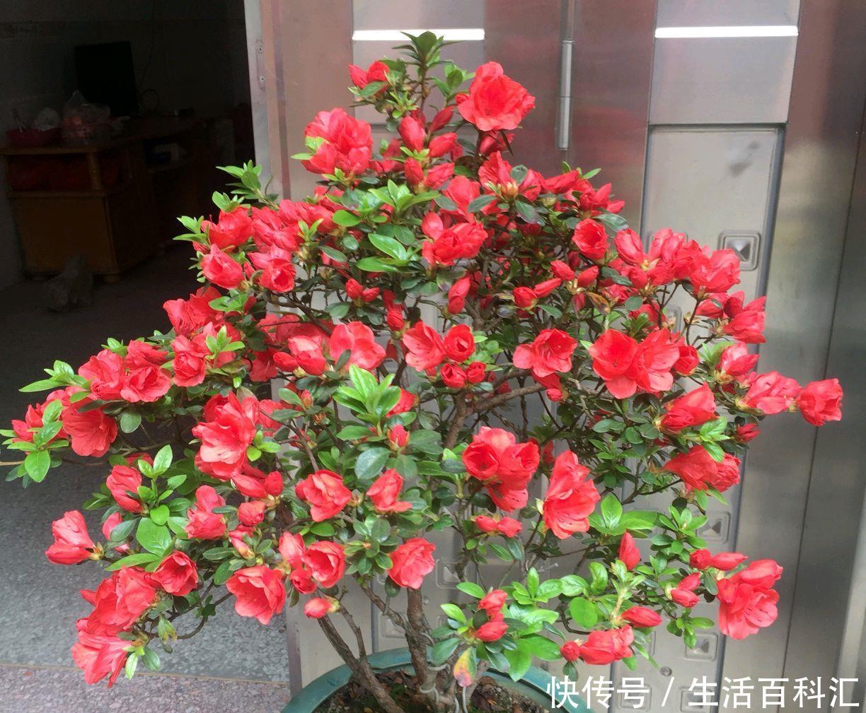 『盆栽』地栽杜鹃花一直绿油油,为什么盆栽的杜鹃花总是黄叶?椰糠所赐