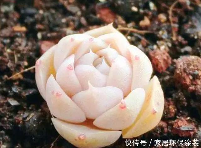  『春天』春天给多肉浇水要注意的3个问题，学会后，肉肉再也不徒长了