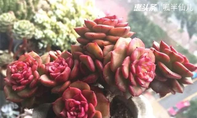  『白菜』多肉断水12天,绿白菜秒变红舞娘,想要上色就得...