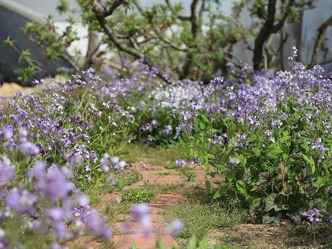  【慎养】这花要慎养，每年砍掉3麻袋，照样蹭蹭长！